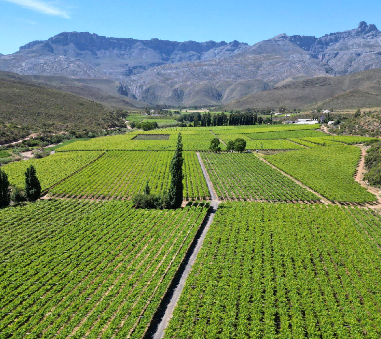 mymering-vineyards mymering-vineyards